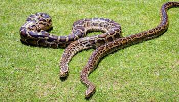 Two large pythons sprawled across lush green grass, showcasing their distinctive patterned skin.