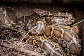 A python coiled on the ground.