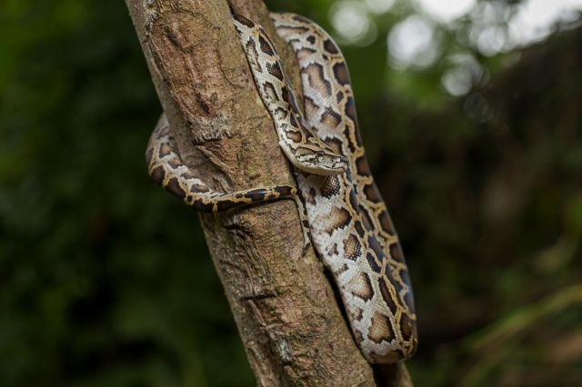 A Burmese python wrapped around a tree.