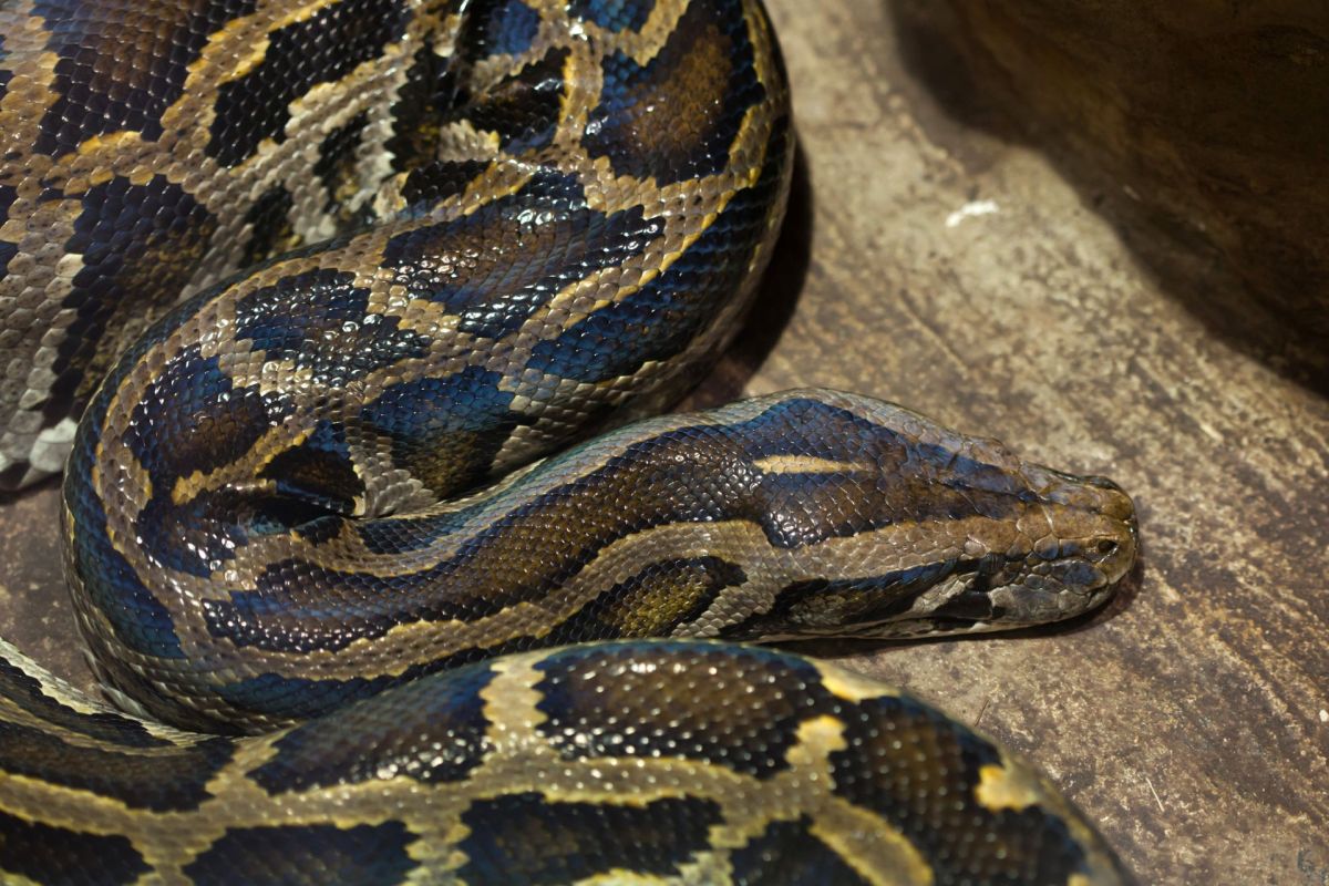 A Burmese python.