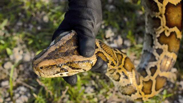 A person in a black glove holds the head of a large snake against a background of grass and pebbles.