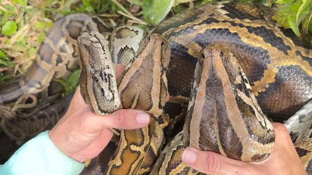Hands holding Burmese pythons by their necks.