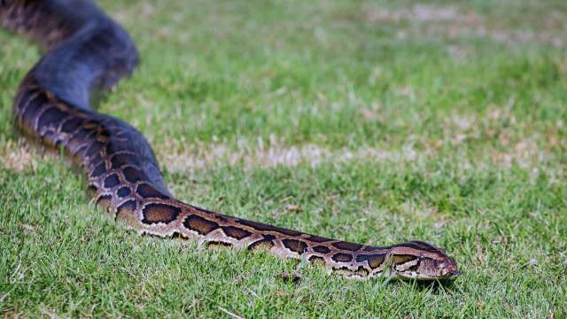 A large Burmese python with a patterned body slithering across green grass.