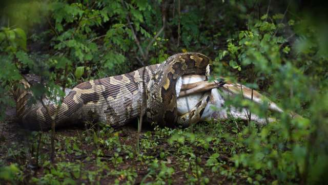 A large python constricts and consumes its prey in a lush green environment.