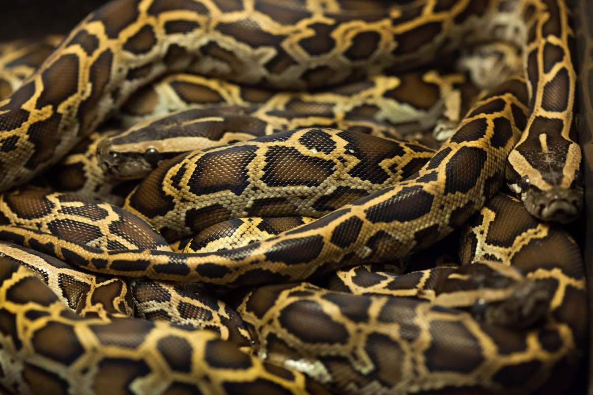 A close-up of multiple Burmese pythons intertwined, showcasing their patterned scales and coloration.