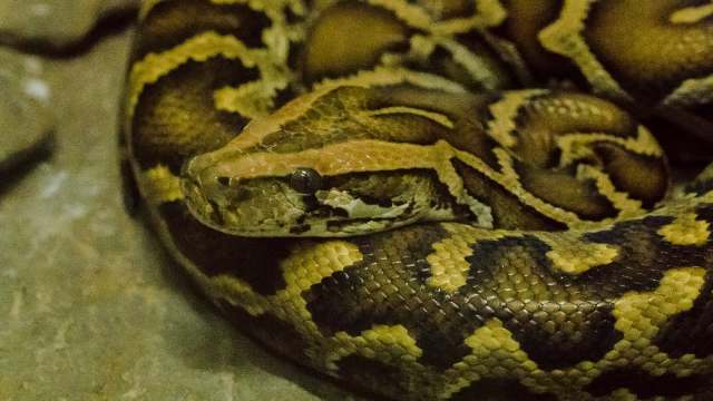 A Burmese python.