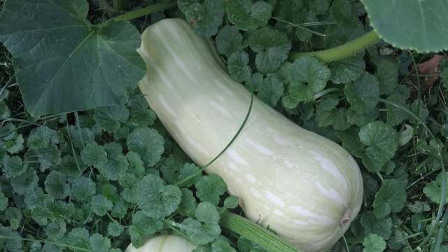 A pale zucchini lying among green leaves and small plants in a garden.