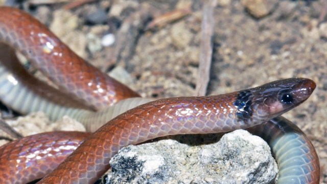 A close-up of a reddish-brown rim rock crowned ring snake resting on rocky soil in a natural setting.