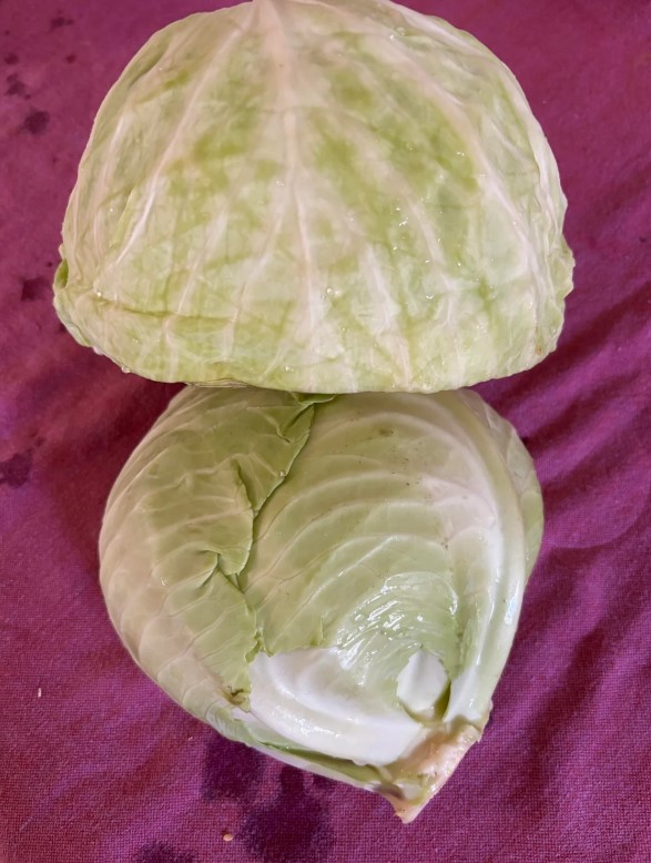 Two heads of cabbage.