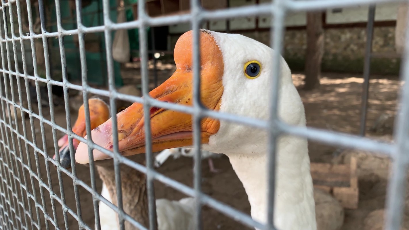 A white goose with an orange beak is visible through a wire fence.
