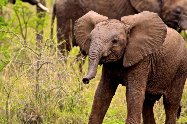 An elephant calf.