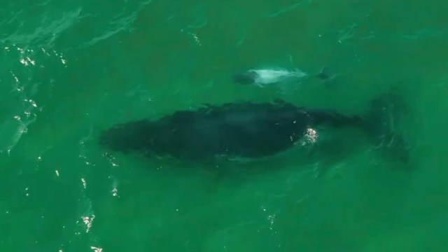 A whale and its white calf swimming near the surface of the ocean.