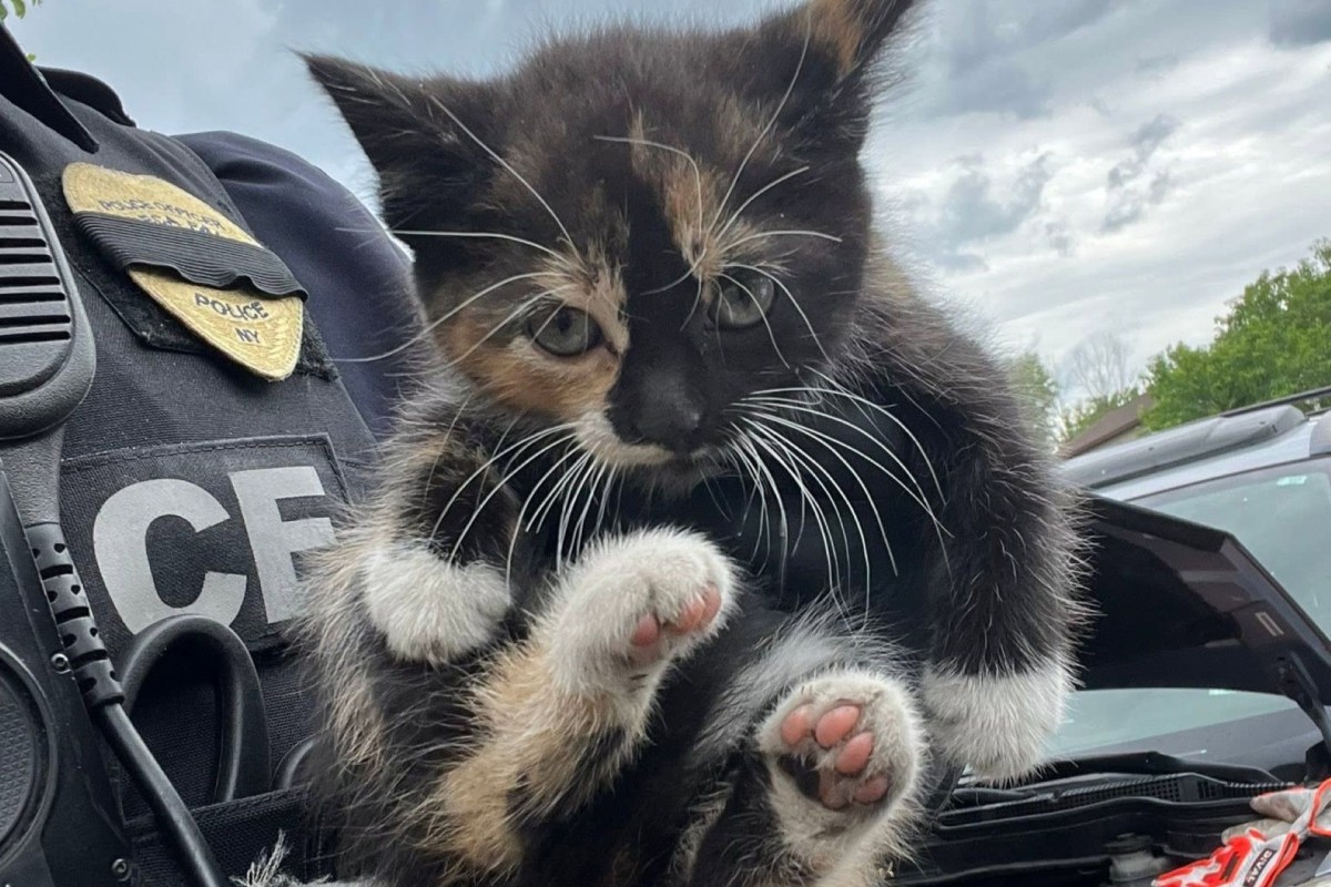 A calico kitten being held by a police officer against a backdrop of vehicles and cloudy skies.