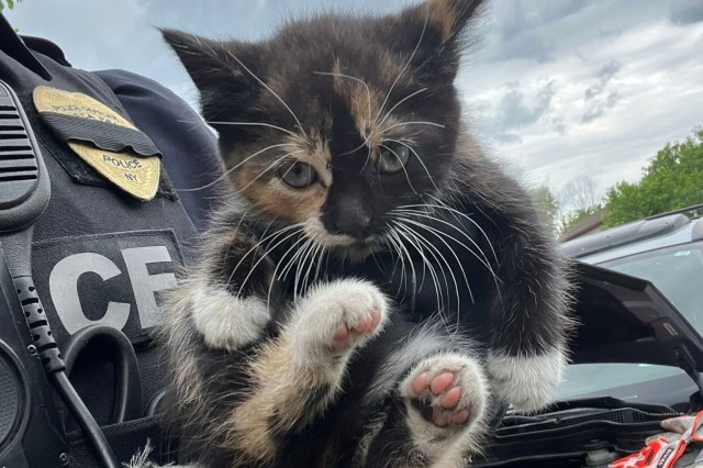 A calico kitten being held by a police officer against a backdrop of vehicles and cloudy skies.
