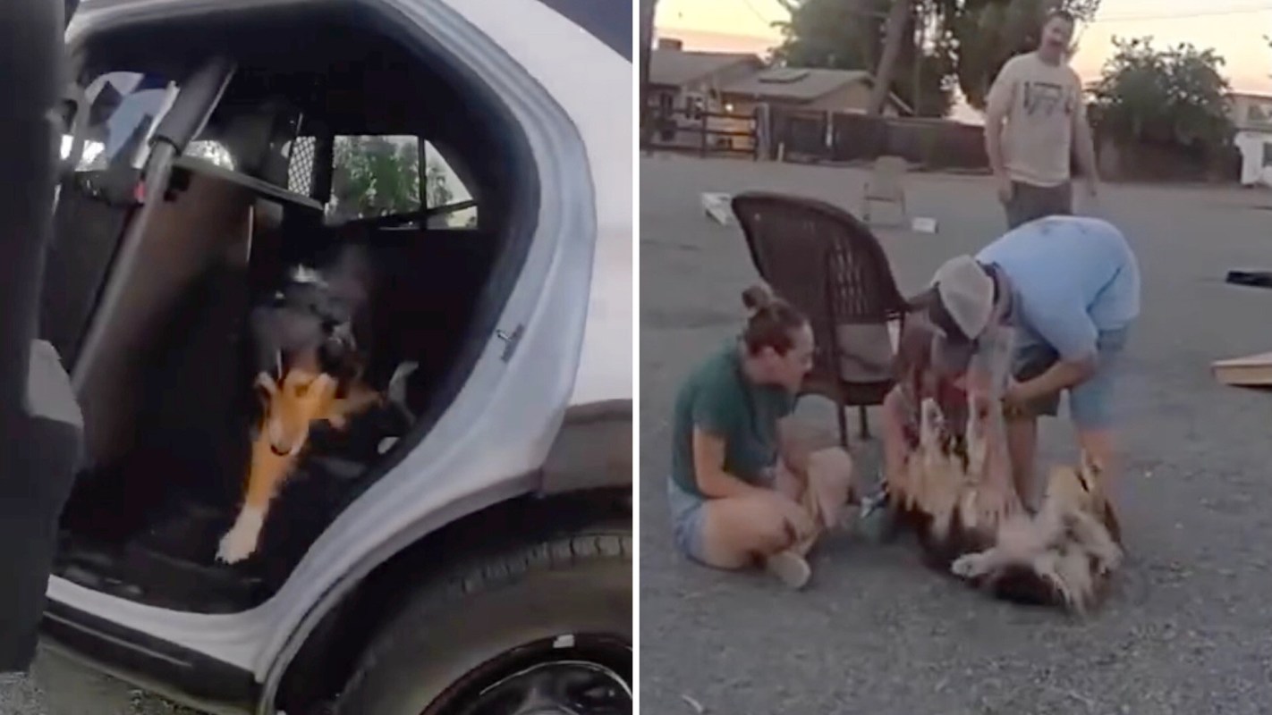A dog exiting a vehicle and getting belly rubs.