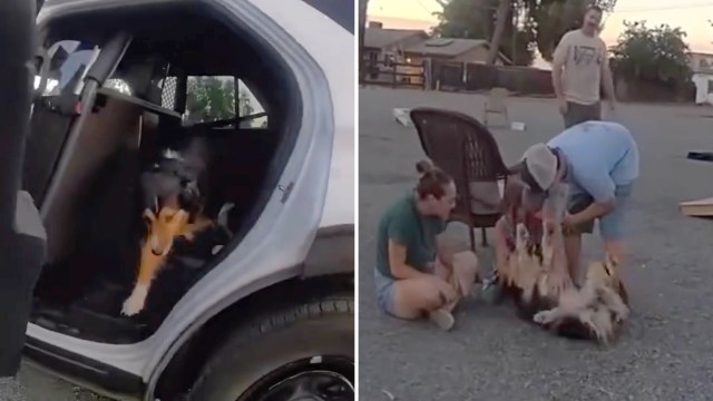 A dog exiting a vehicle and getting belly rubs.