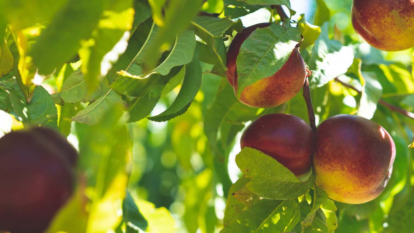 Ripe nectarines hanging on a branch amid green leaves in bright sunlight.
