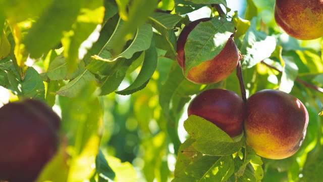 Ripe nectarines hanging on a branch amid green leaves in bright sunlight.