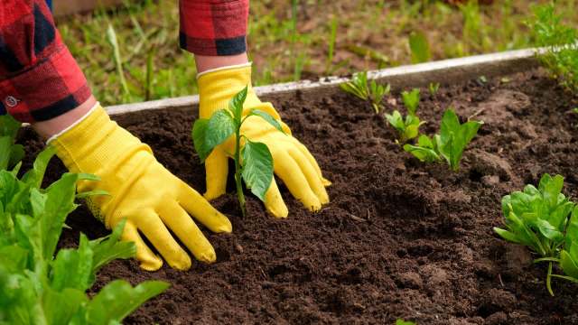 A person in yellow gloves plants a seedling in rich soil surrounded by leafy greens.
