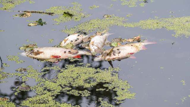 California HOA saw lake levels fall