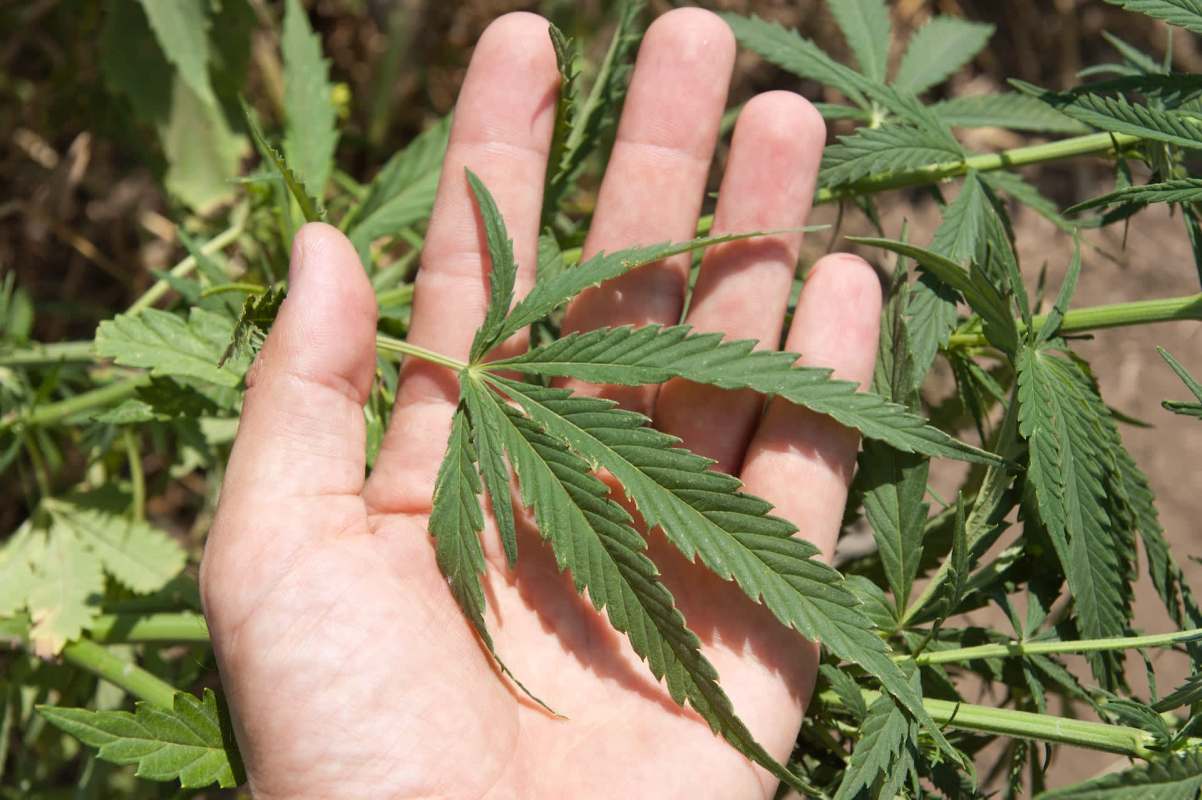 A person holding a cannabis leaf.