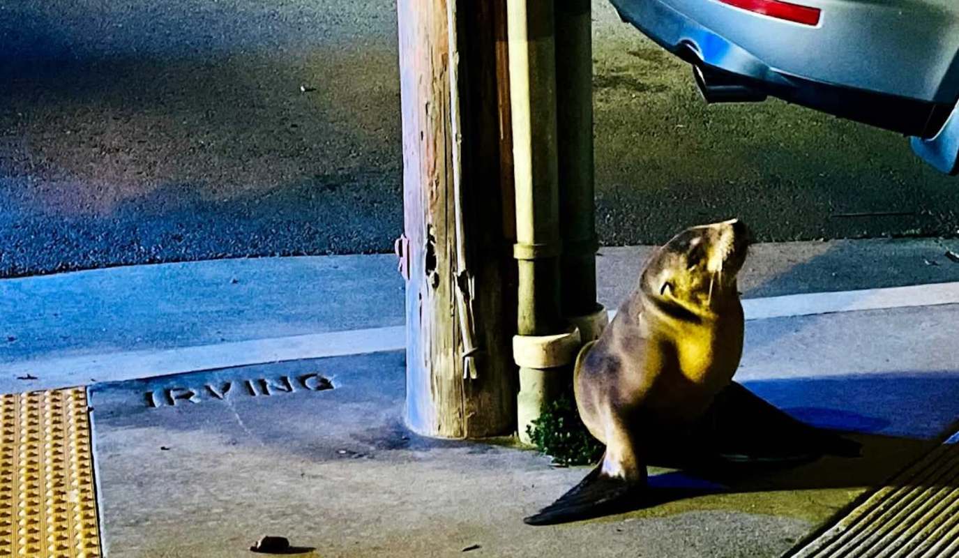 A sea lion sitting near a utility pole on a sidewalk.