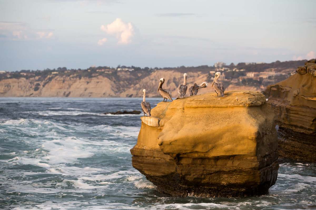 A group of pelicans perched on a rocky outcrop against a backdrop of ocean waves and cliffs.