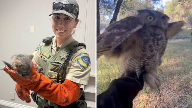 A wildlife officer holds a small fox while another person captures an owl in a natural setting.