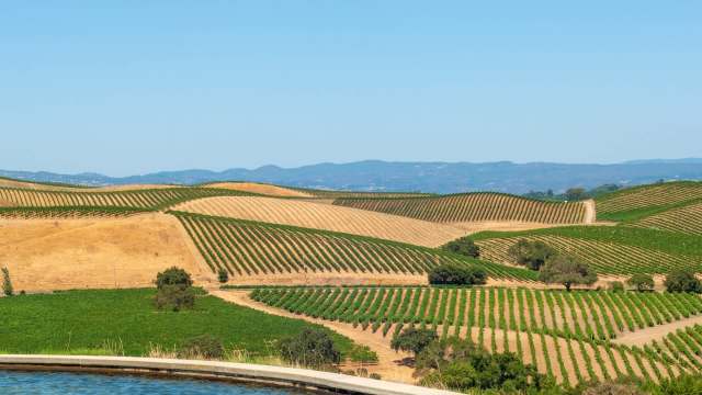 A panoramic view of rolling vineyards under a clear blue sky.