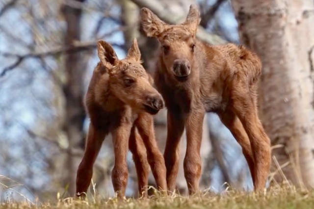 Two moose calves standing in a grassy area.
