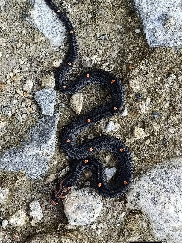 A black snake with orange spots slithering over rocky, earthy terrain.