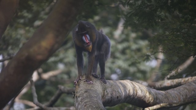 A baboon perched on a tree branch, showcasing its vibrant facial features and yawning.