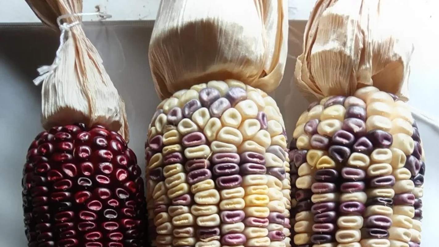 Three ears of ornamental corn in varying colors, including red, purple, and cream, with husks attached at the top.