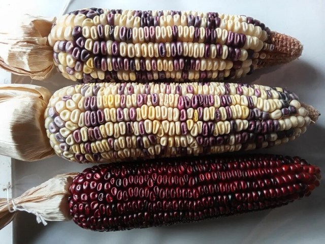 Three ears of ornamental corn in varying colors, including red, purple, and cream, with husks attached at the top.