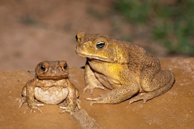 Two cane toads.