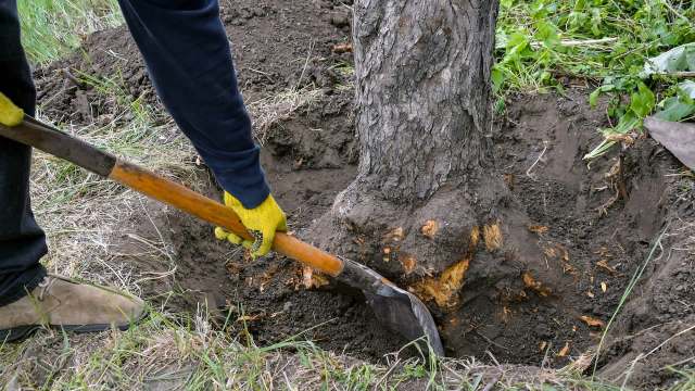 A person using a shovel to dig around the base of a tree in a grassy area.