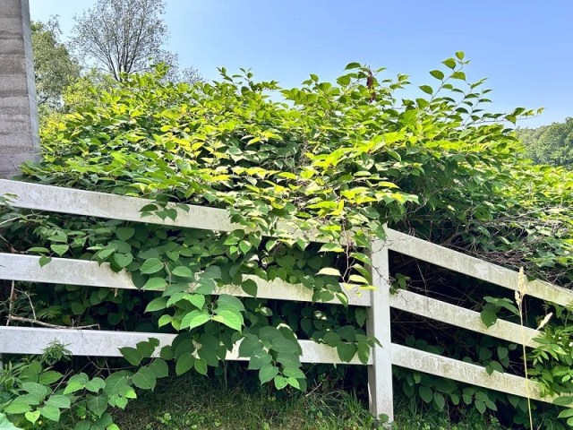 Invasive green plants growing over and through a fence.