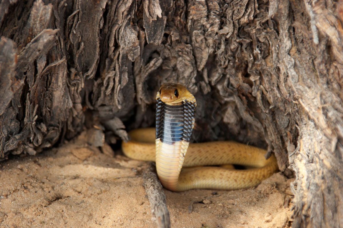 A cape cobra.