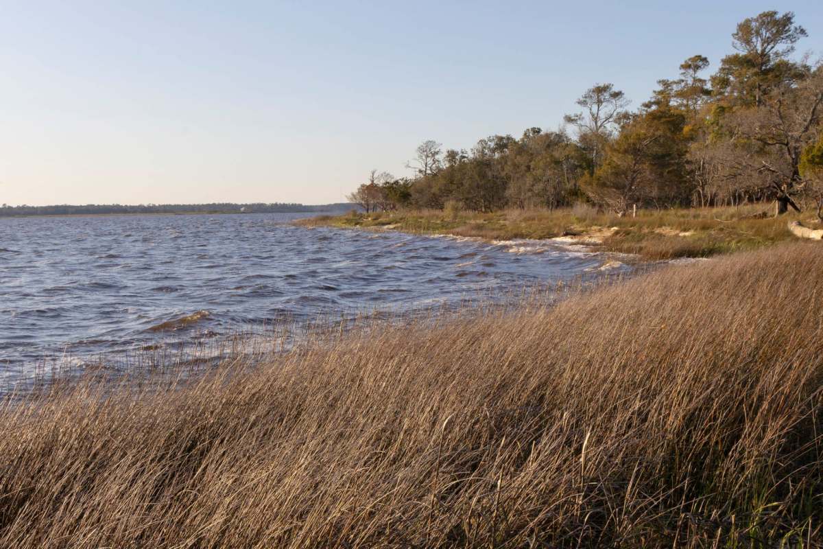 The coast of the Cape Fear River.