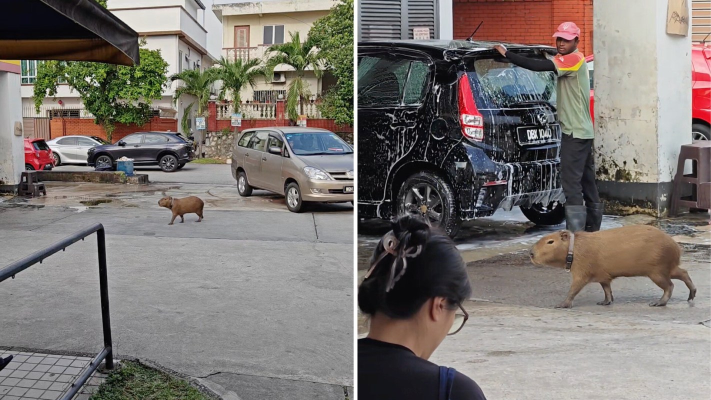 A capybara walks on a driveway near parked cars and a car being washed.