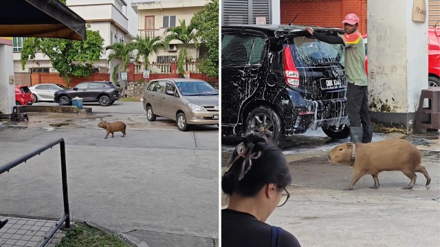 A capybara walks on a driveway near parked cars and a car being washed.