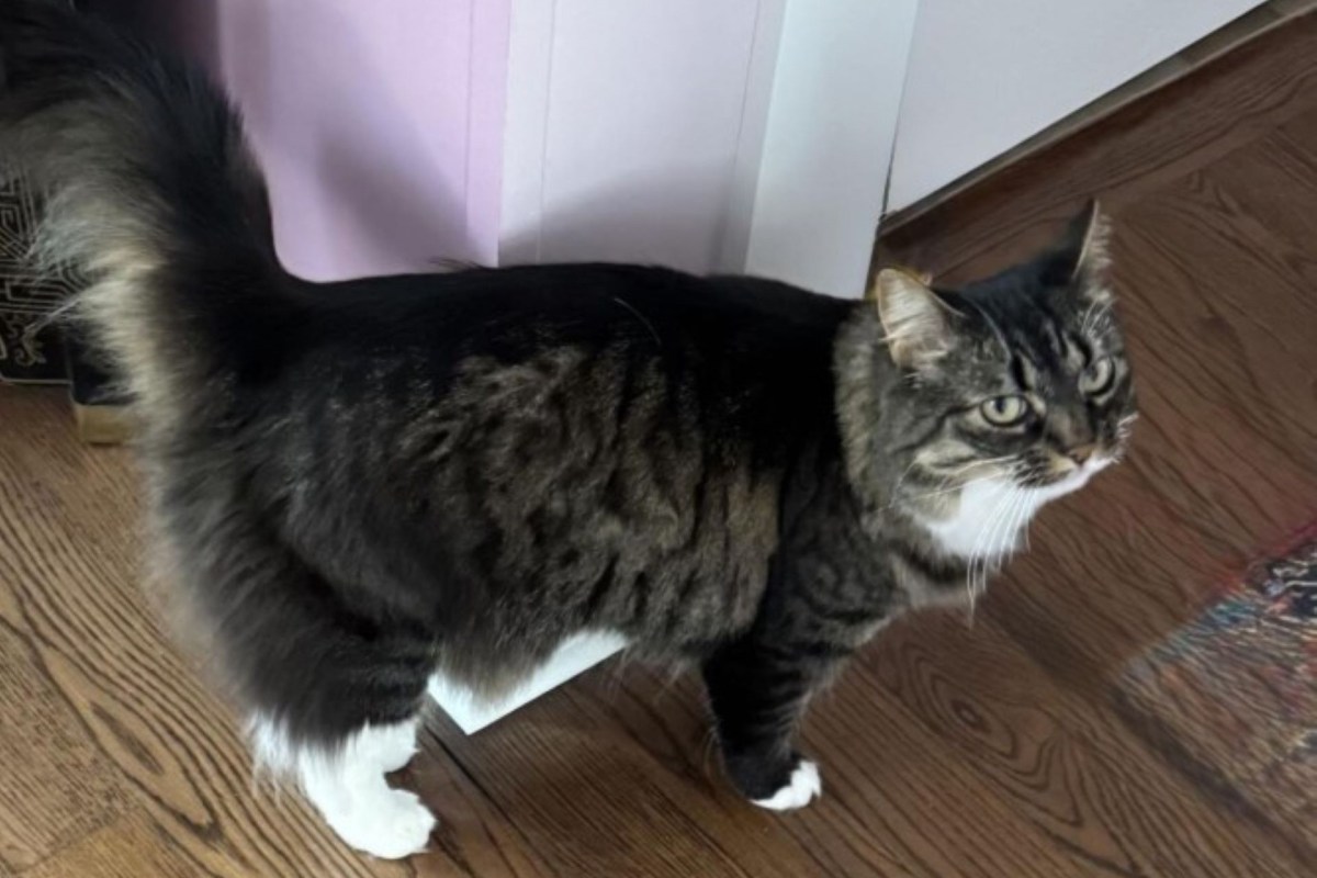 A Maine Coon cat.