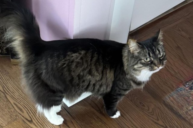 A Maine Coon cat.