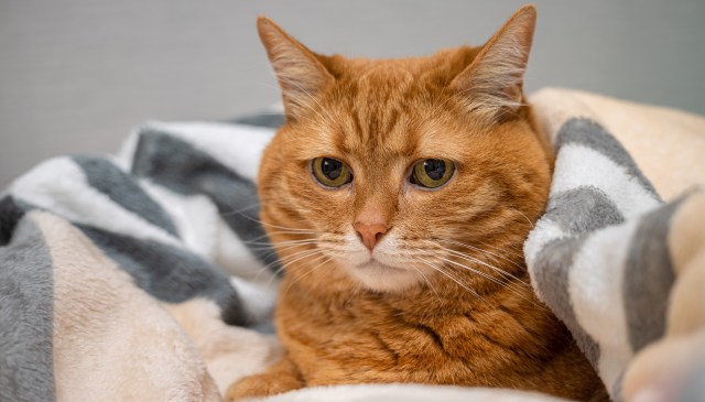 A close-up of an orange cat nestled in a soft, patterned blanket with a calm expression.