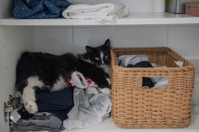A cat on a pile of laundry.