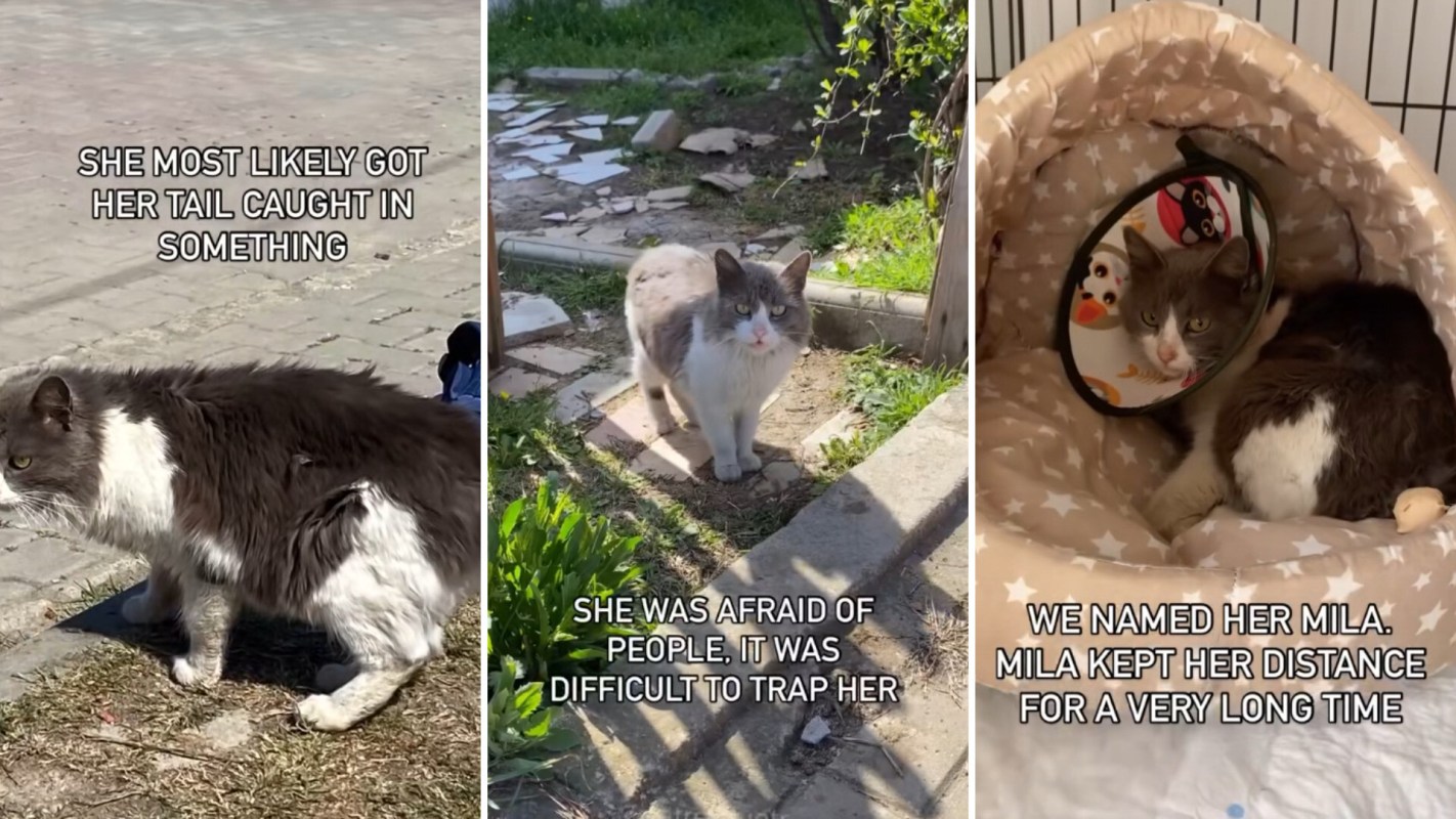 Three images depict a stray cat's journey: outside with a hurt tail, cautiously exploring, and resting in a cozy bed.