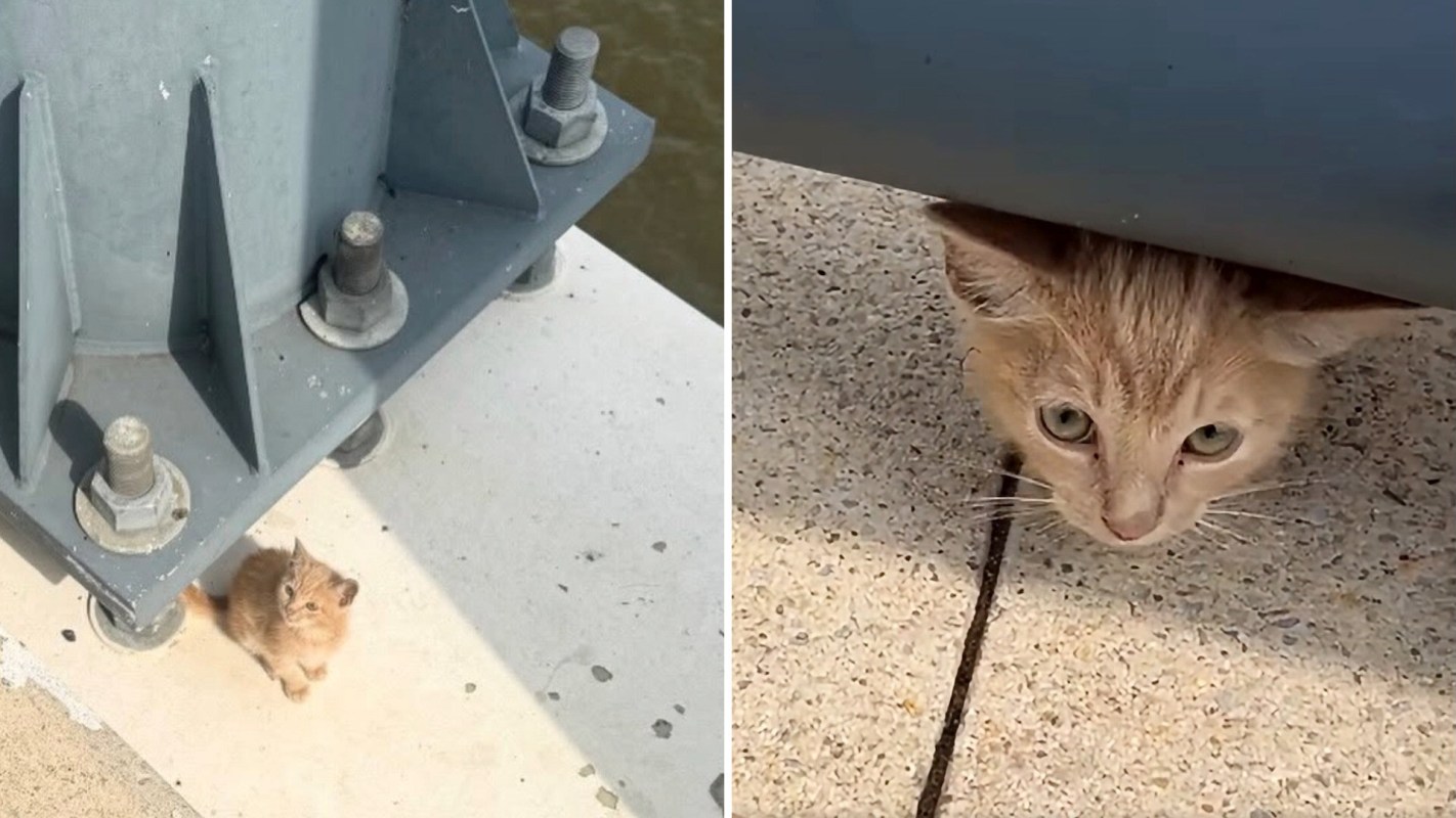 A small orange kitten curiously peeks out from under a metal structure.