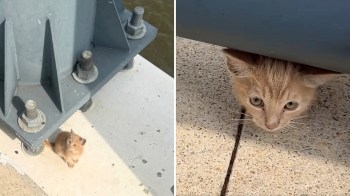 A small orange kitten curiously peeks out from under a metal structure.
