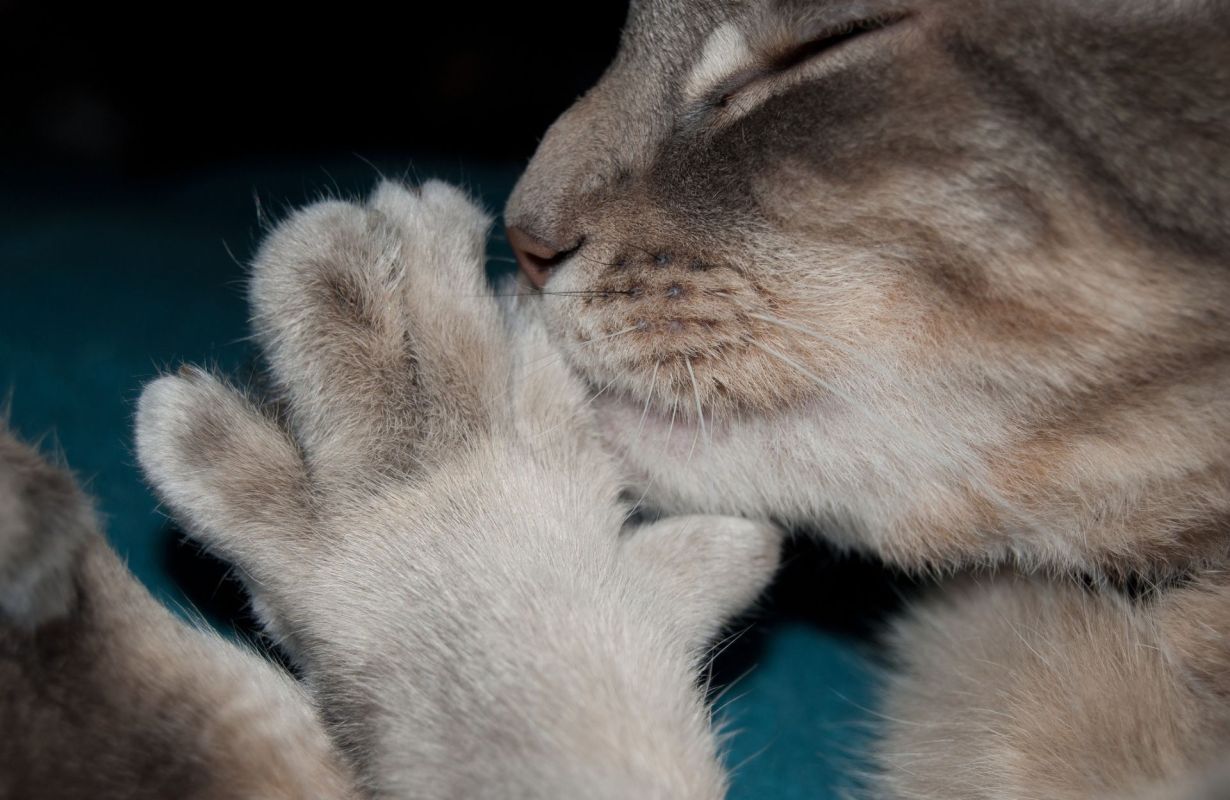 A sleeping cat with an extra toe.