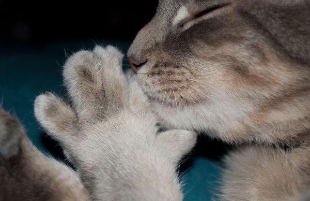 A sleeping cat with an extra toe.
